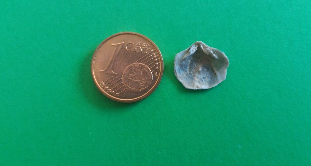 Bivalve pliocenico da determinare